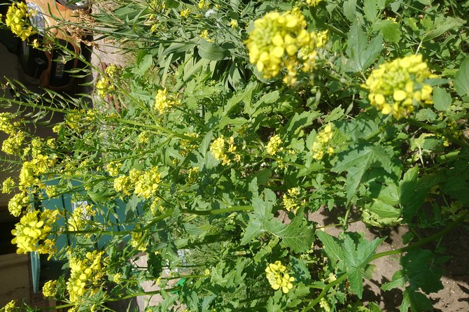 Mustard-Guided Manufaktur Sightseeing, tasting and factory sales - Tasting yellow versus brown mustard, plus the sensory stuff