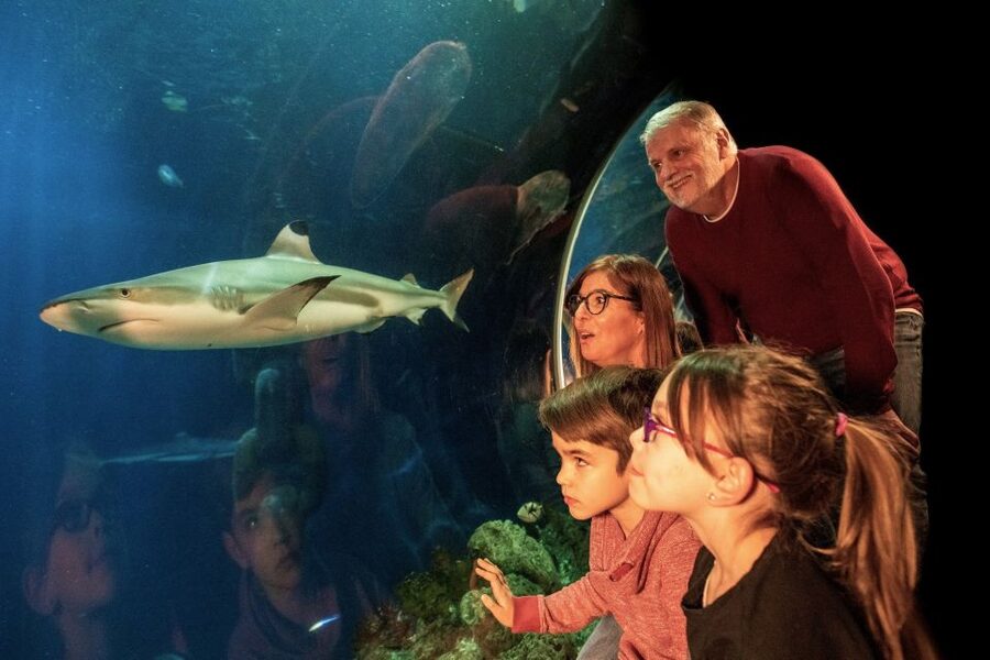 Oberhausen: LEGOLAND Discovery Centre and SEA LIFE Ticket - SEA LIFE Oberhausen: the shark nursery experience you will talk about later