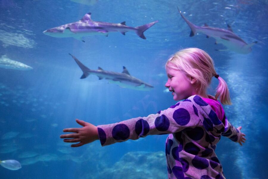 Oberhausen: LEGOLAND Discovery Centre and SEA LIFE Ticket - Aquarium zones, from Rhine to Amazon, and how to pace it