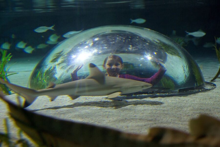 Oberhausen: SEA LIFE Oberhausen Entry Ticket - Key highlights to clock right away
