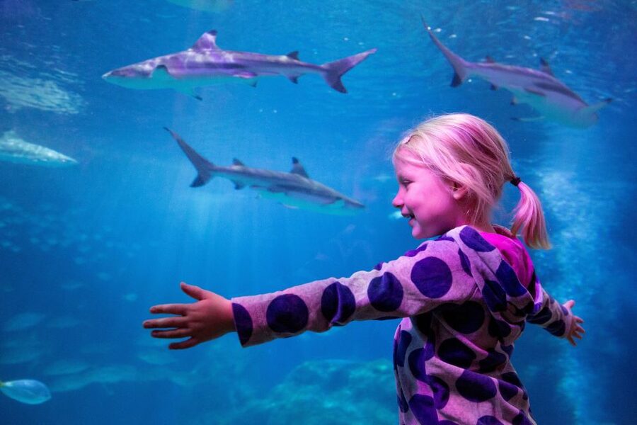 Oberhausen: SEA LIFE Oberhausen Entry Ticket - Ticket value around $25, and the kind of timing you should expect