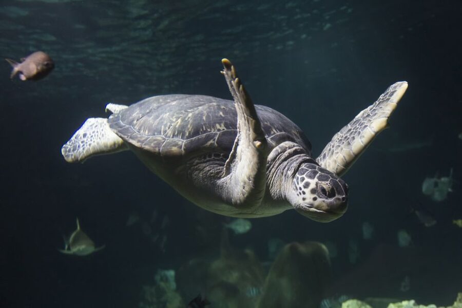 Oberhausen: SEA LIFE Oberhausen Entry Ticket - From the Rhine to the tropics: how the 45-plus habitats feel