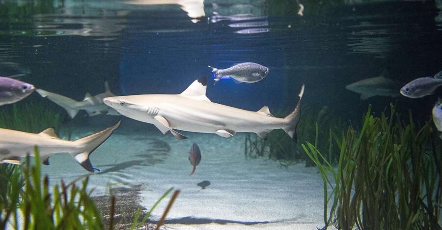 Oberhausen: SEA LIFE Oberhausen Entry Ticket - Germany’s biggest shark nursery, and why the basin matters