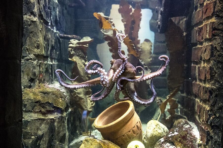Oberhausen: SEA LIFE Oberhausen Entry Ticket - Feeding shows, and how to enjoy them without getting stressed
