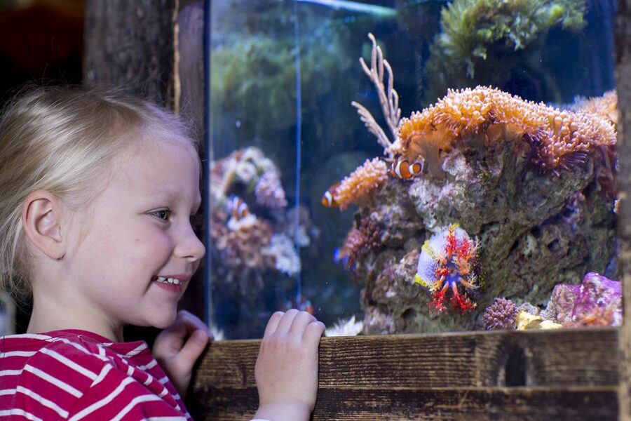 Oberhausen: SEA LIFE Oberhausen Entry Ticket - Turtle Ranger Theme Weeks in April and early May