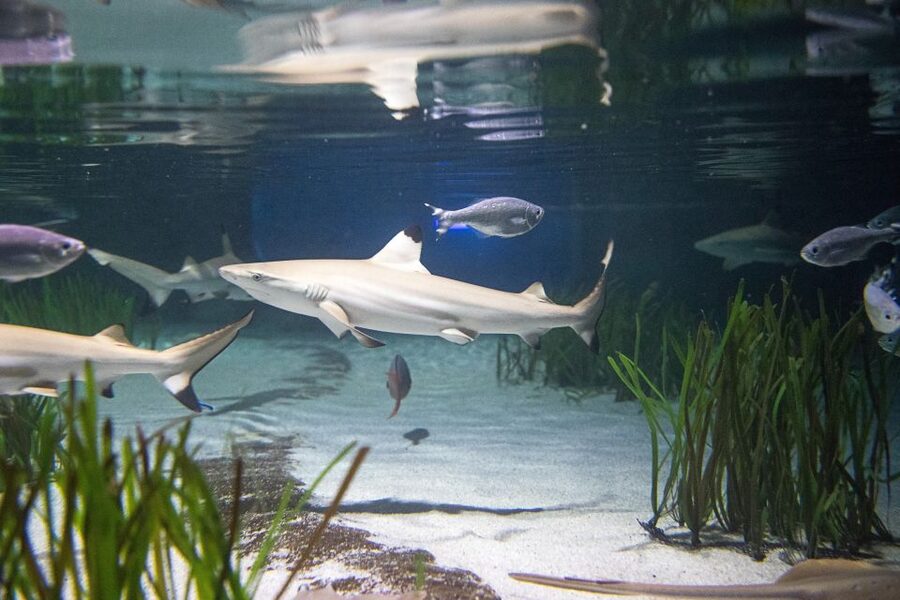 Oberhausen: SEA LIFE Ticket and Behind the Scenes Tour - Behind the scenes: aquarists’ work areas, feed kitchen, and lab tech