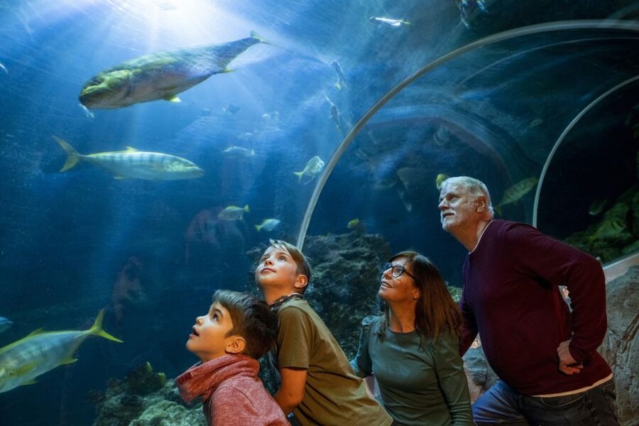 Oberhausen: SEA LIFE Ticket and Behind the Scenes Tour - Should you book SEA LIFE Oberhausen with the backstage tour?