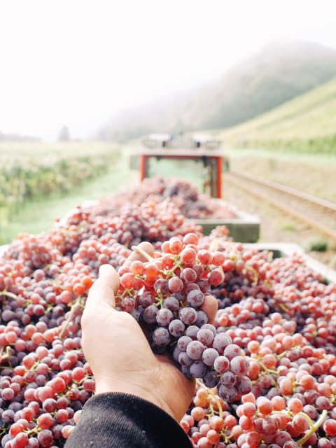 Reil, Mosel: Guided organic wine tasting and cellar tour - Inside the winery: modern cellar tour and the sustainability angle