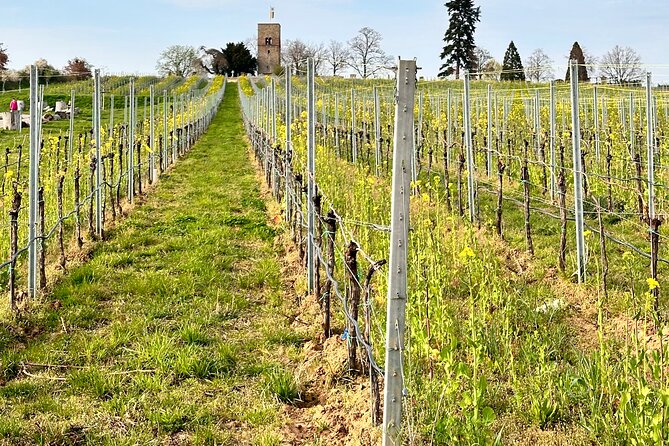 Rhine Valley Wine Tasting Tour from Frankfurt and Mainz - Cellar time and winery connections, the difference between tasting and touring