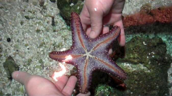 SEA LIFE Hannover Ticket - Key reasons this ticket is worth a look