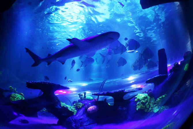 SEA LIFE Konstanz Admission Ticket - Logistics That Matter on Site: No Lockers, No Strollers, Travel Light