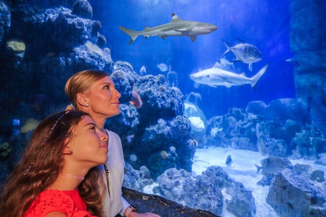 SEA LIFE Munich Admission Ticket - The shark show: 20-plus species and the eight-meter tunnel