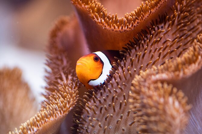 SEA LIFE Munich Admission Ticket - Crowds, flow, and practical tips for a smoother visit