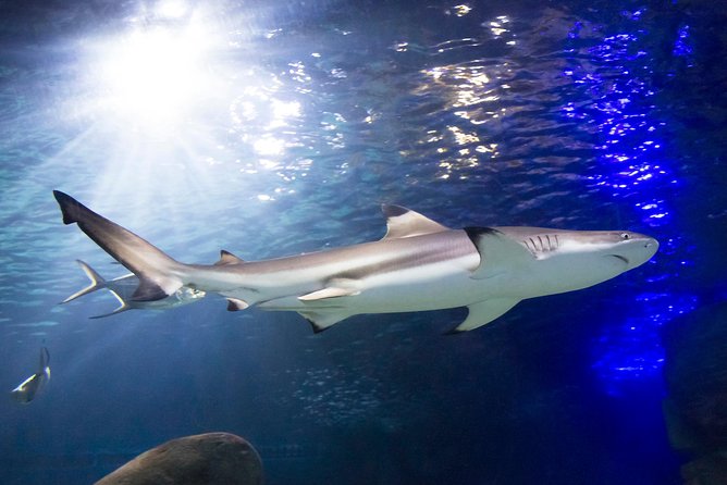 SEA LIFE Munich Admission Ticket - What it’s like overall: not just tanks, a themed indoor walk