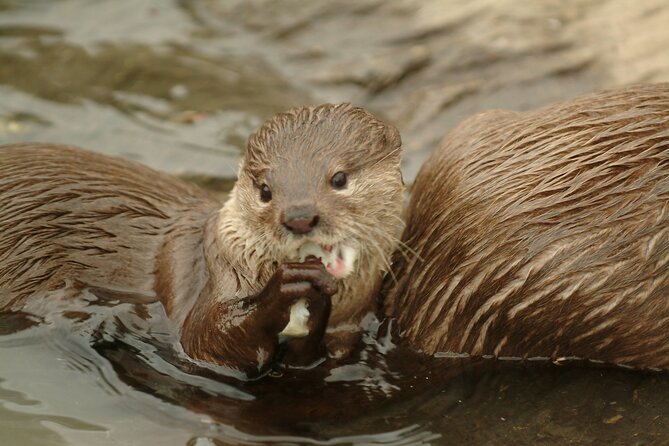 SEA LIFE Oberhausen Admission Ticket - How to plan your 1 to 2 hours without feeling rushed