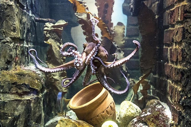 SEA LIFE Oberhausen Admission Ticket - Getting in smoothly: mobile ticket, English info, and realistic waits