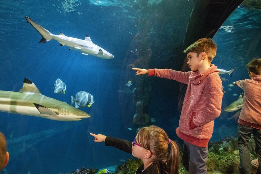 Sea Life Speyer Ticket - Key things to look for at Sea Life Speyer