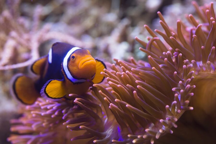Sea Life Speyer Ticket - Where it is, plus parking and public transit reality