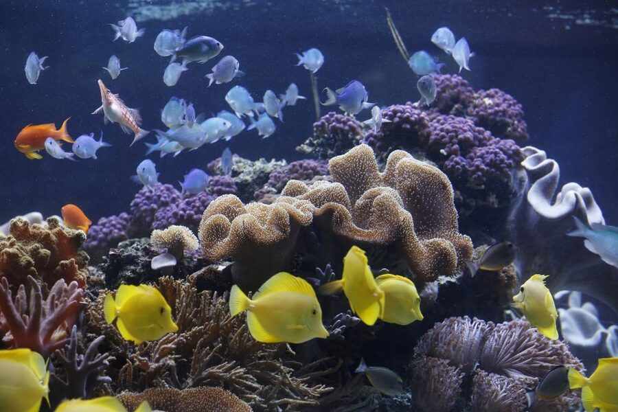 Sea Life Speyer Ticket - Your 1-Day Underwater Route Through Speyer