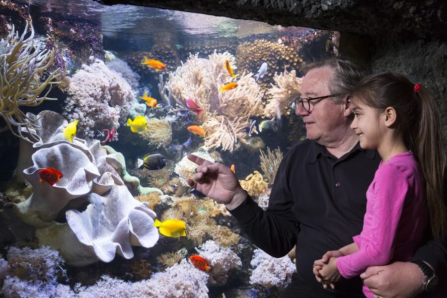 Sea Life Speyer Ticket - The Great Reef Panorama: Hundreds of Fish and Corals