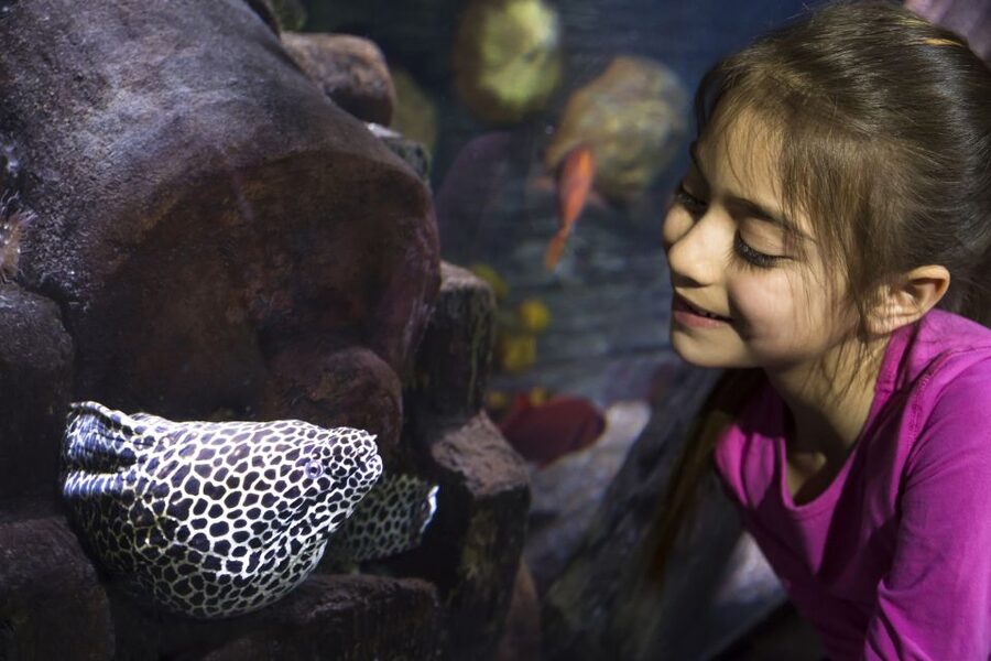 Sea Life Speyer Ticket - The 8-Meter Underwater Tunnel Through the Mediterranean