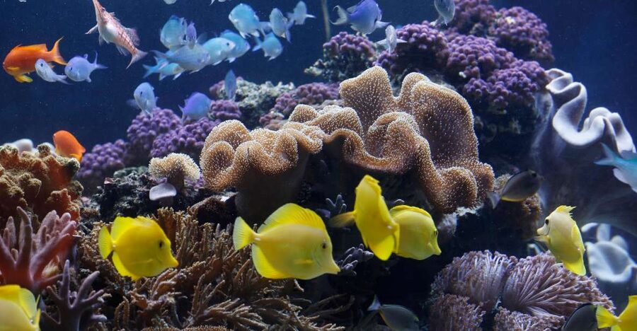Sea Life Speyer Ticket - Finding Marty in the Tropical Ocean Section