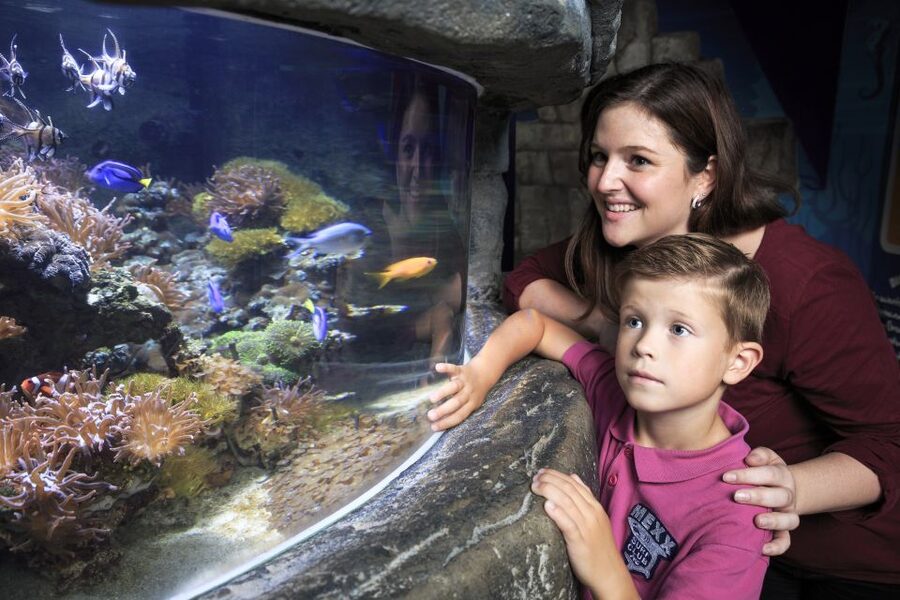 SEA LIFE Timmendorfer Strand Ticket - What 2,500+ animals looks like on your feet