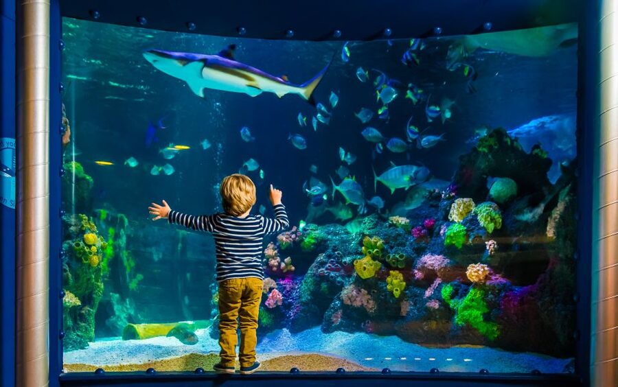 SEA LIFE Timmendorfer Strand Ticket - Your day plan: a smart flow through 12 exhibition areas