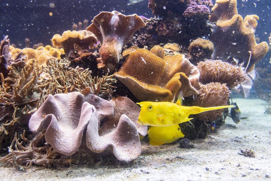 SEA LIFE Timmendorfer Strand Ticket - The transparent underwater tunnel: where sharks and turtles pass overhead