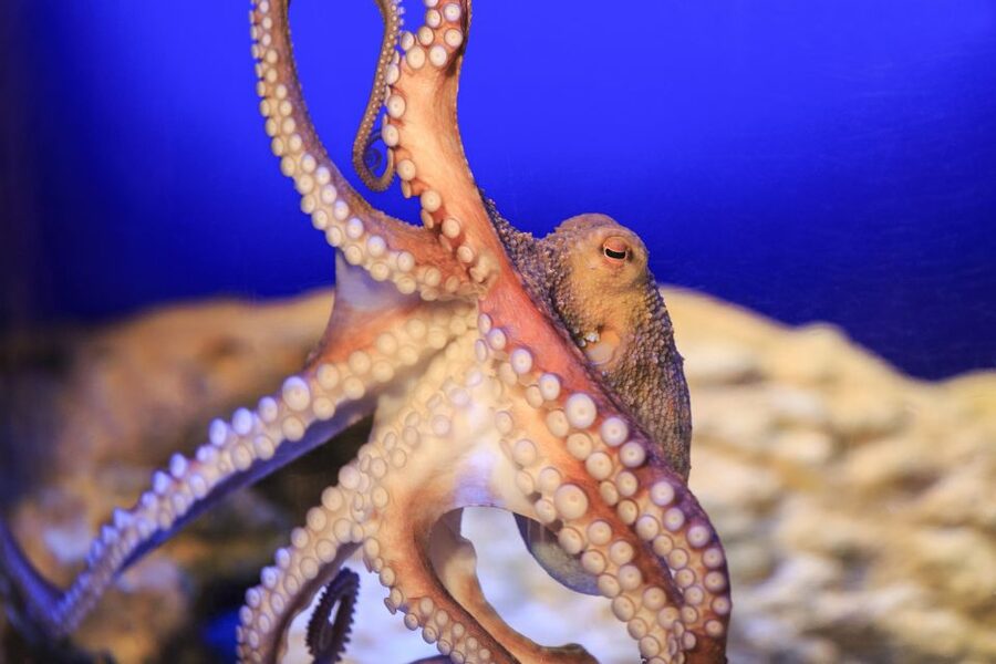 SEA LIFE Timmendorfer Strand Ticket - Live feedings: how to turn a normal visit into a timed show