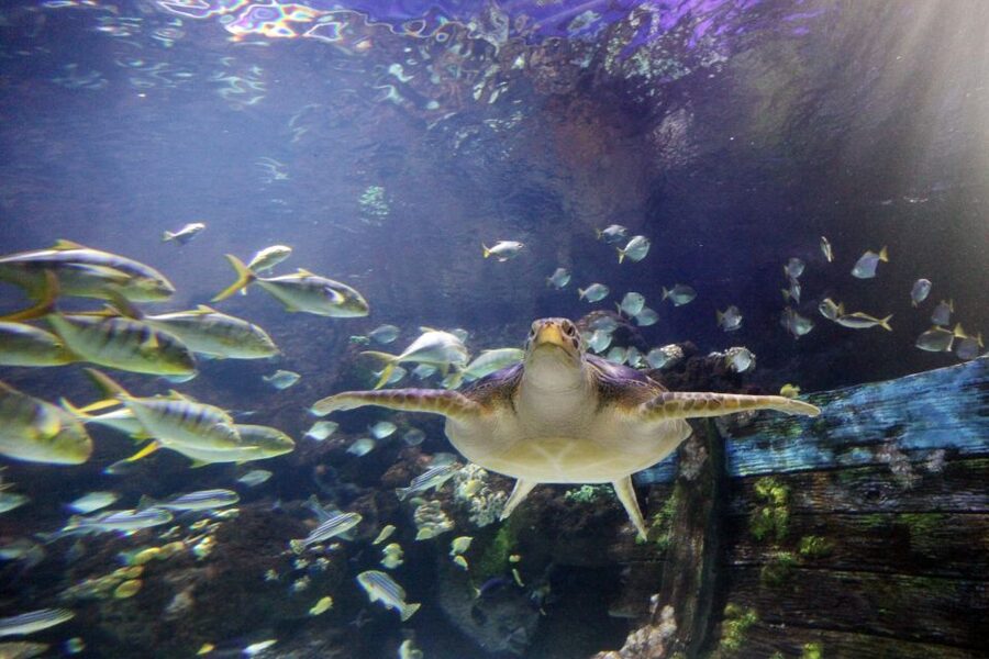 SEA LIFE Timmendorfer Strand Ticket - Touch pool: up close with sea creatures, minus the splash chaos