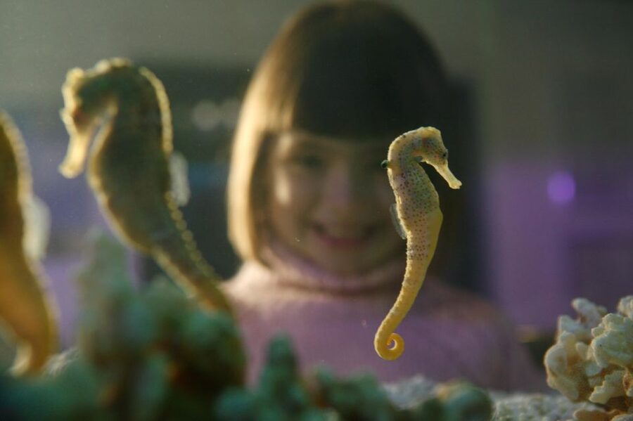 SEA LIFE Timmendorfer Strand Ticket - Getting there: Kurpromenade 5, Seebrücke nearby, and easy transit