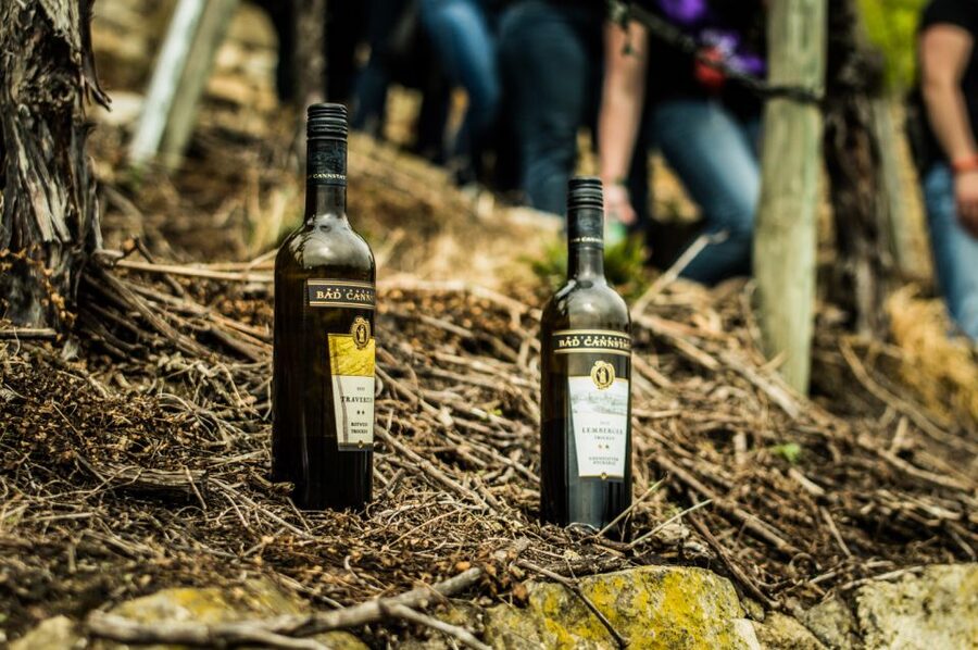 Stuttgart: Guided Vineyards Tour - Why This Vineyard Walk Feels Like Real Stuttgart