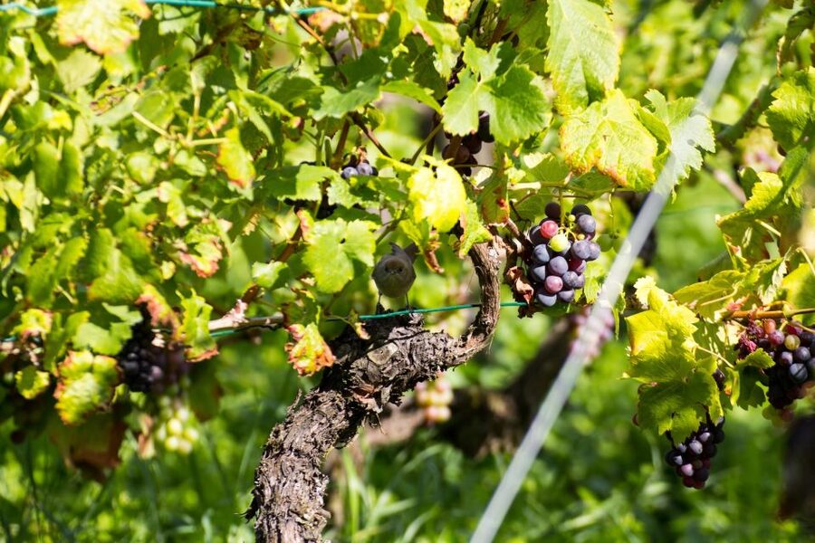 Stuttgart: Guided Vineyards Tour - Steinhalde Vineyards and the Stuttgart Viewpoints You Don’t Get From Town