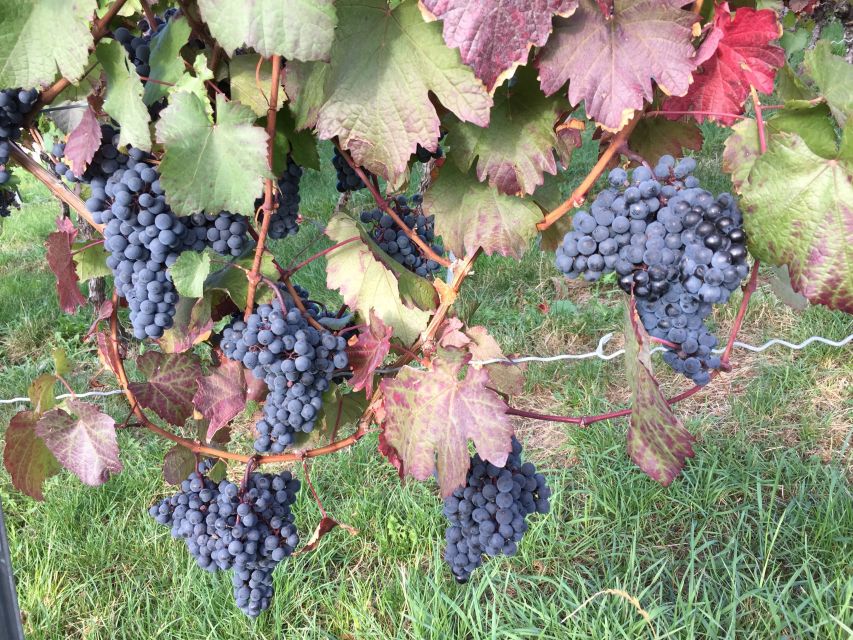 Stuttgart: Guided Wine Walk & Wine Tasting - Why this Stuttgart wine walk beats a quick tasting room stop