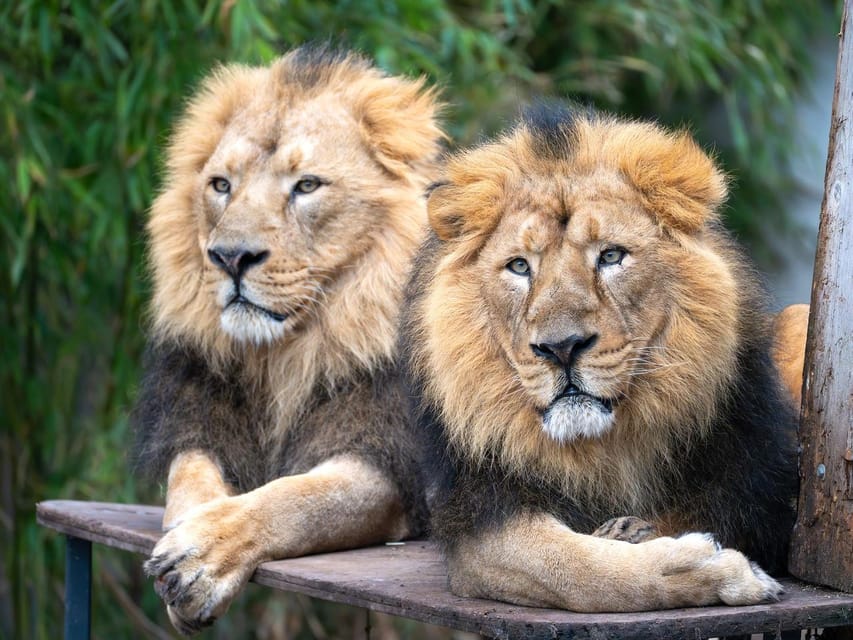 Stuttgart: Wilhelma Zoological-Botanical Garden Ticket - Wilhelma in One Day: See Animals and Gardens Without Rushing