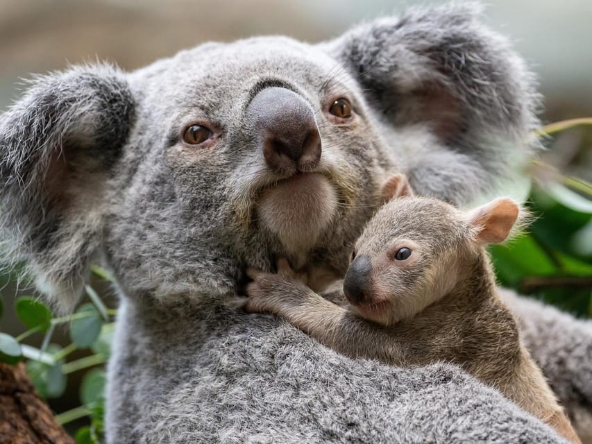 Stuttgart: Wilhelma Zoological-Botanical Garden Ticket - Terra Australis: Koalas and Quokkas From Down Under