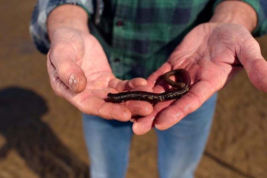 Sylt: Guided Mudflat Hike on the Island - Key things to know before you go