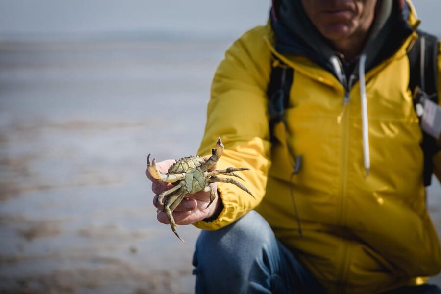 Sylt: Guided Mudflat Hike on the Island - Meeting at Vogelkoje bus stop, then getting tide-ready