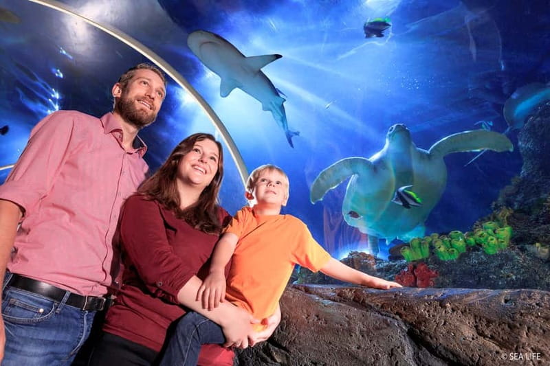 Ticket to SEA LIFE Konstanz - Sea at Night: rays, seahorses, and the 8-metre Red Sea tunnel