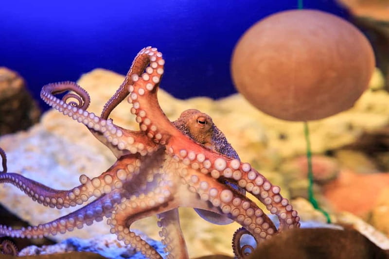 Ticket to SEA LIFE Konstanz - The aquarium journey from Rhine source to Antarctica penguins