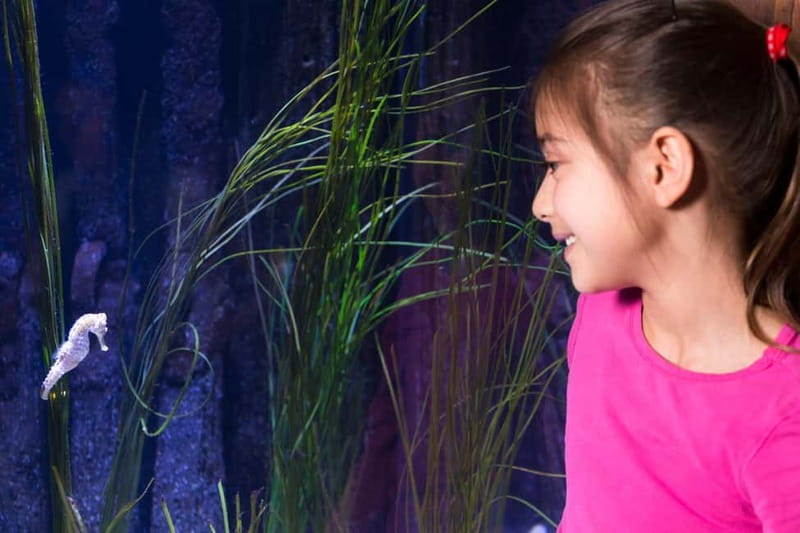 Ticket to SEA LIFE Konstanz - Gentoo penguins and daily feedings with aquarist talks