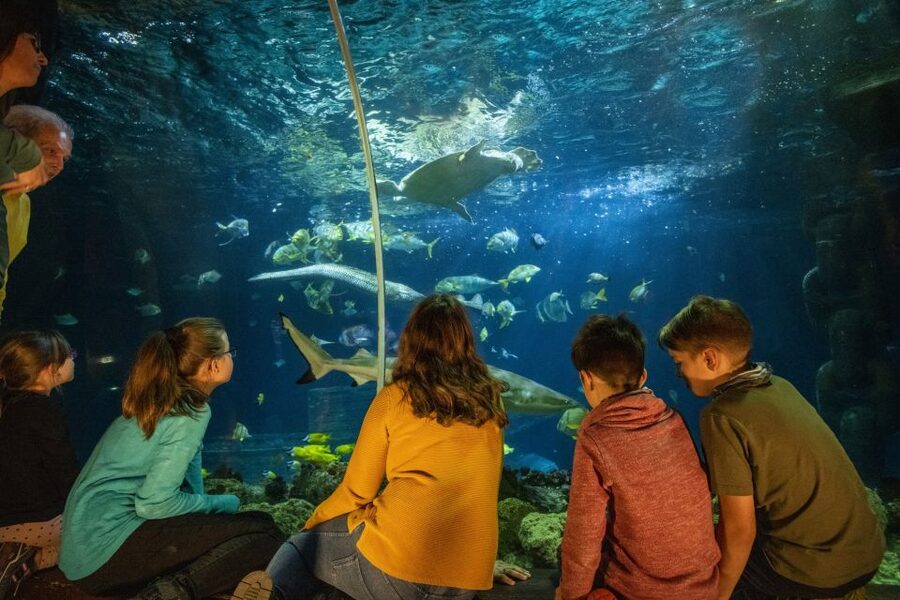 Ticket to SEA LIFE Konstanz - Hands-on fun with the discovery pool and Paint2Life