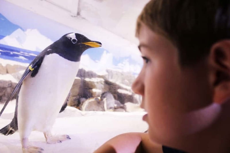 Ticket to SEA LIFE Konstanz - Timing, food views, and common gotchas for a smooth visit