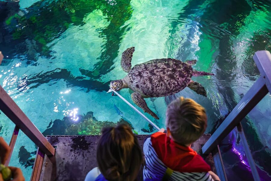 Timmendorfer Strand: SEA LIFE Behind the Scenes Tour - Feeding stories beyond turtles, and why it’s still educational