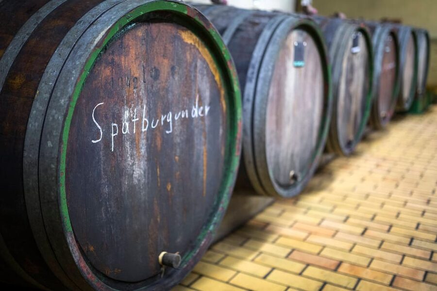 Winetasting with tour through the winery - The 40-minute winery tour: cellar, fermentation, and the real workflow